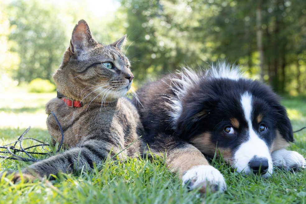 Posso deixar parte da minha herança para um pet? Entenda | Legislação