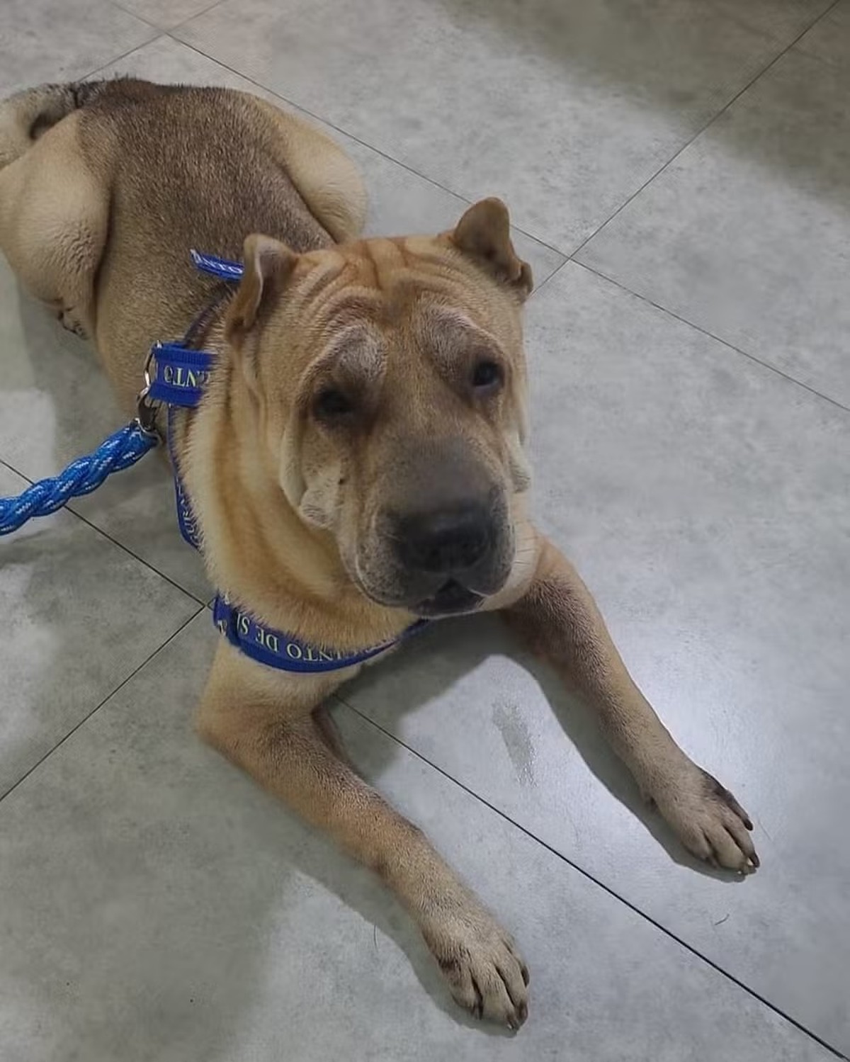 Cachorro morre durante transporte de empresa especializada | Brasil