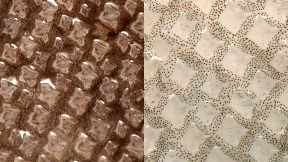 cientistas encontram primeiro caso de leucismo em tubarão raro