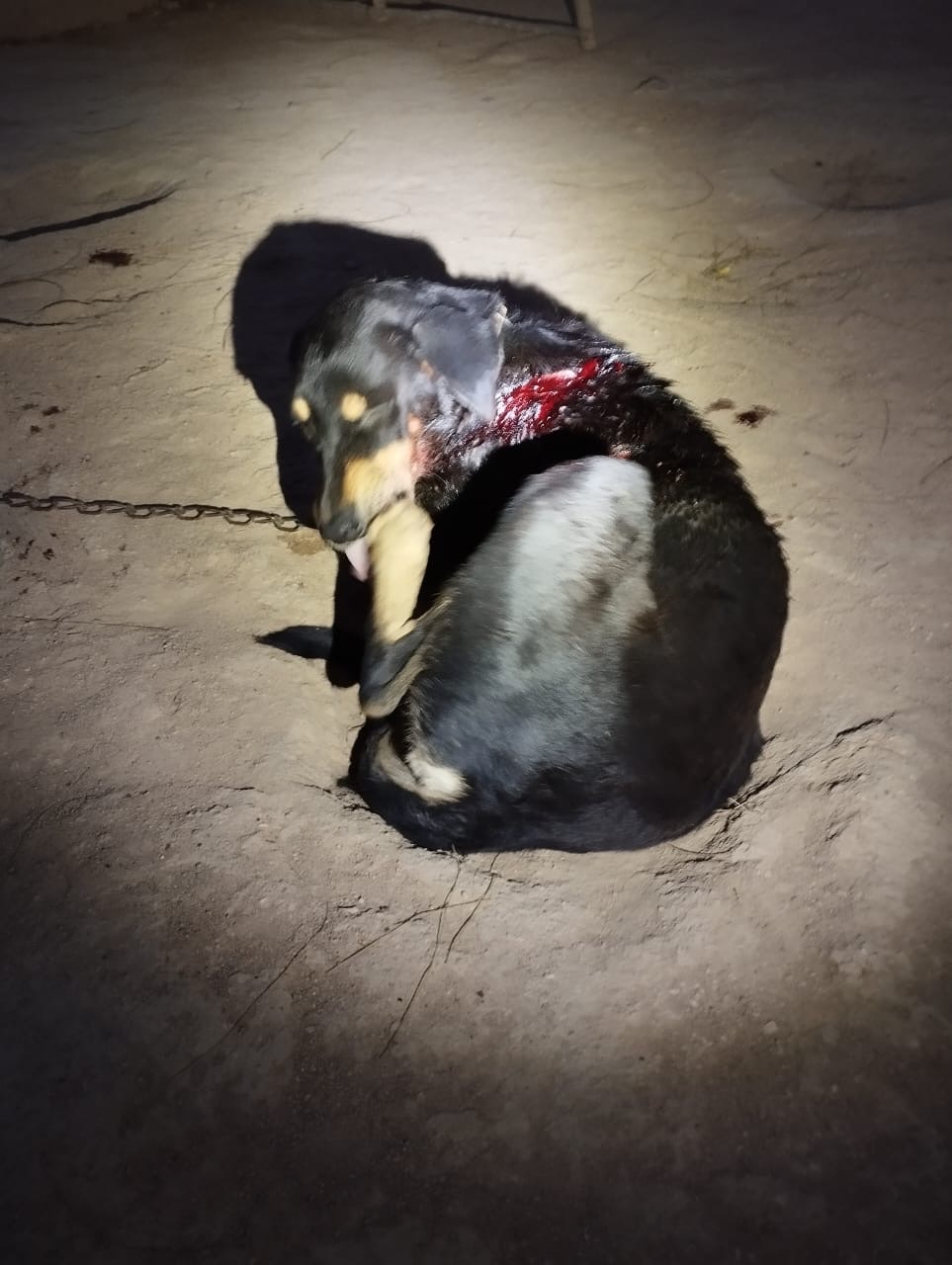 Acusado de violência doméstica e maus-tratos à animal foi preso em Tamboril – Blog Tony Sales