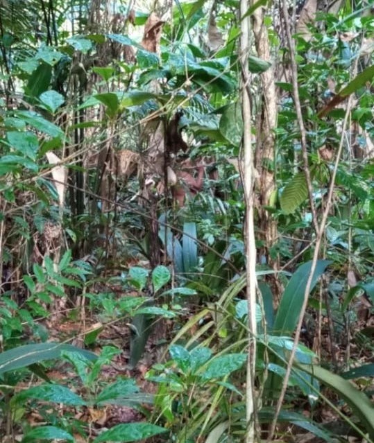 descoberto novo grupo de indígenas isolados no Amazonas