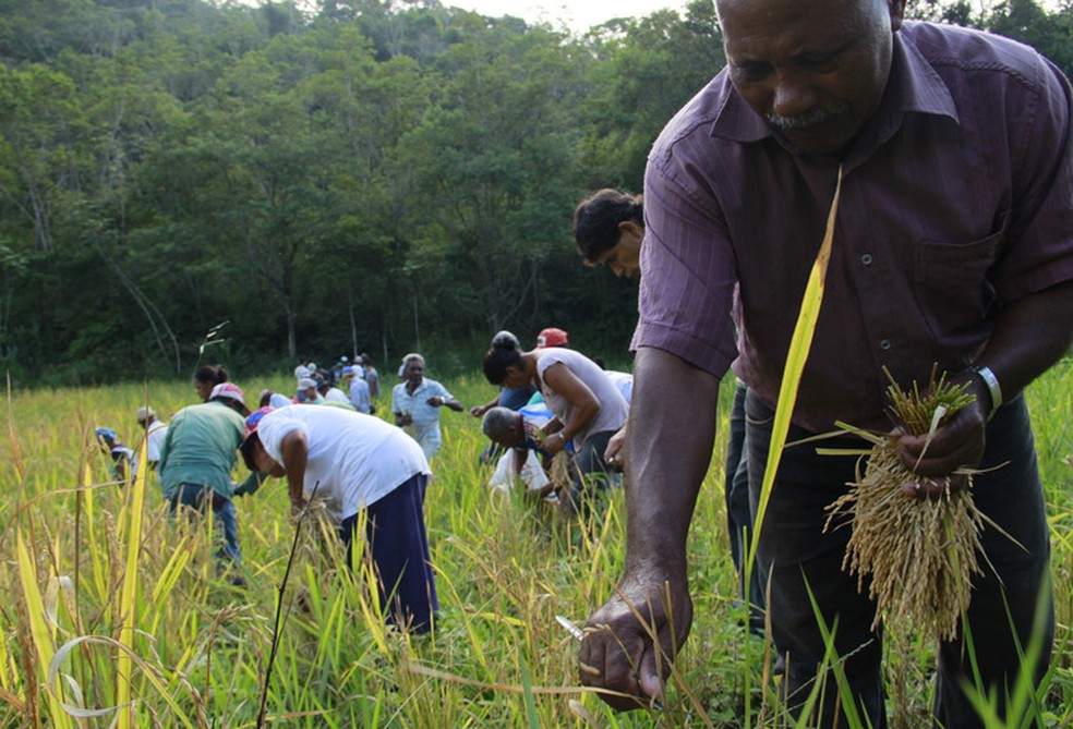 COP16: Vitória histórica dos afrodescendentes, mas a conferência ainda não terminou | Mundo
