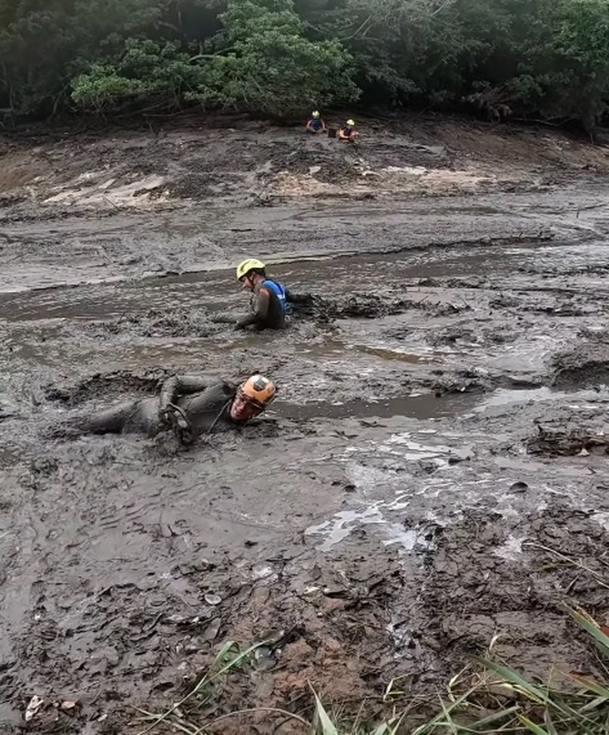 Resgate de animais atingidos por rompimento de barragem em MG é finalizado | Belo Horizonte