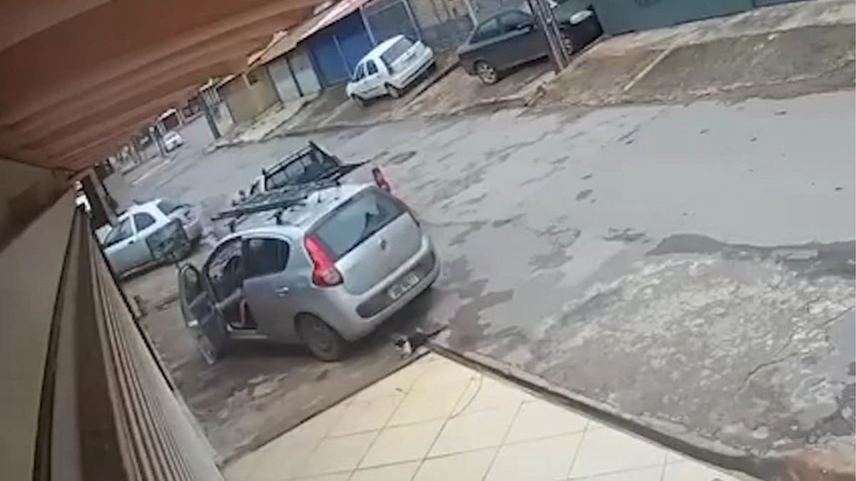 Mulher é presa após matar gato chutando e atropelando o animal em Ceilândia (DF) | Brasil