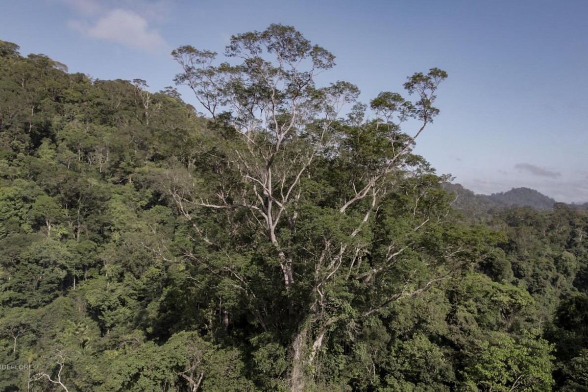 Angelim-vermelho de 88 metros é o guardião de árvores gigantes na Amazônia | Brasil