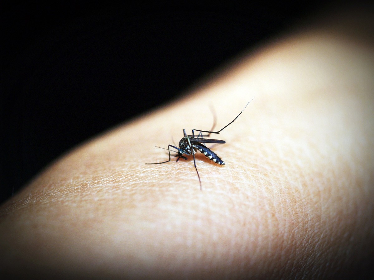 Dia D de mobilização contra a dengue acontece em todo o país neste sábado (14) | Saúde