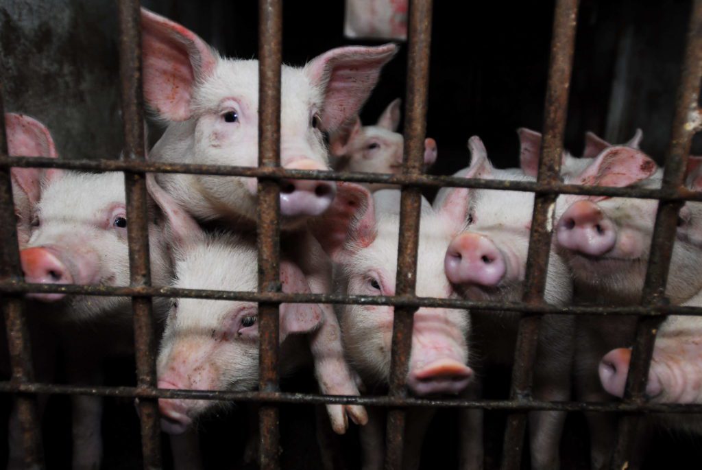 Comida: a louca espiral dos antibióticos animais