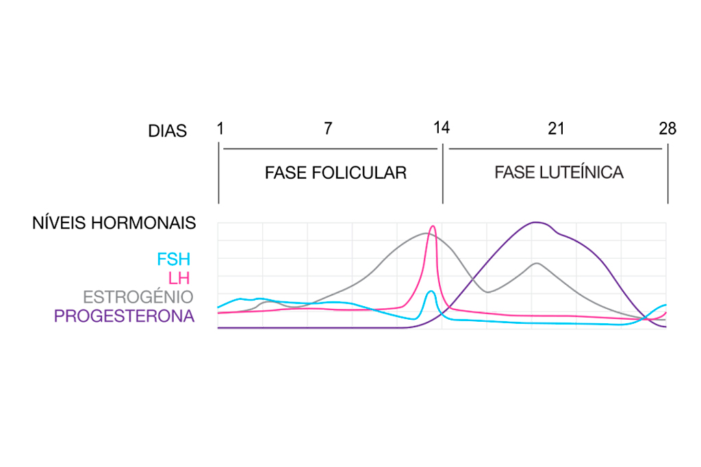 Câncer de mama: fase do ciclo menstrual pode infl...