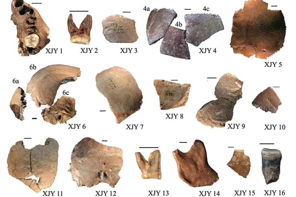 Homo juluensis: possível nova espécie de hominíde...