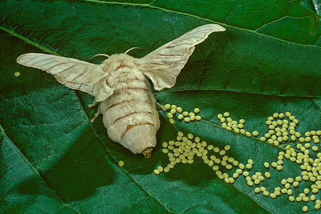 Mariposas escolhem onde colocar seus ovos de acor...