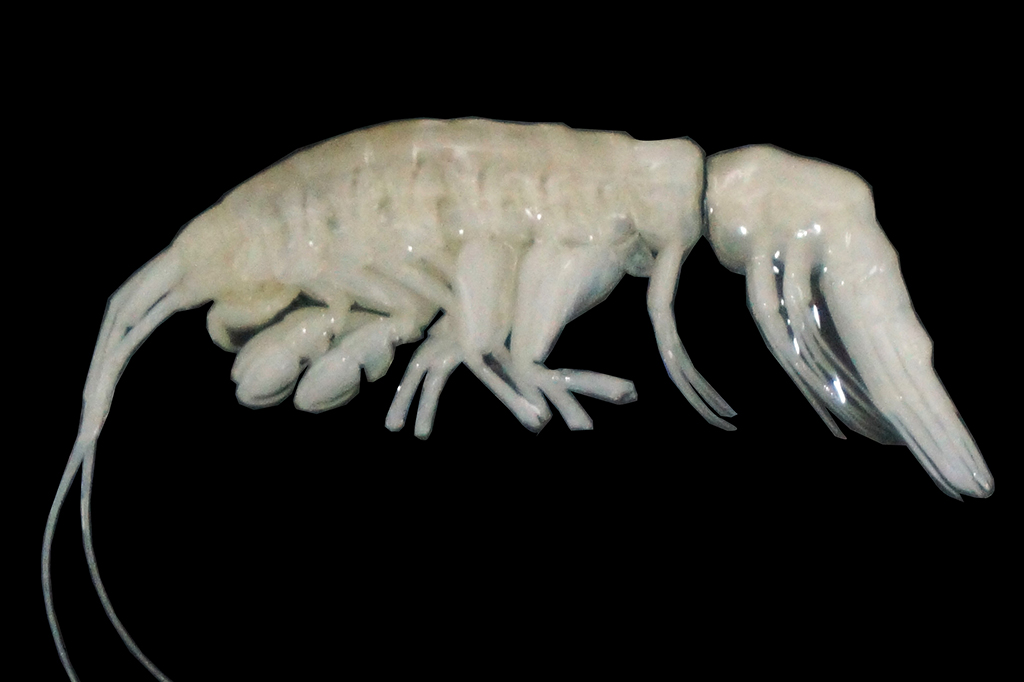 Novo predador com aparência “alienígena” é descob...