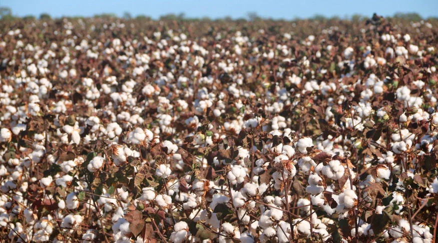 Prognóstico para safra de 2025 prevê crescimento de 7%