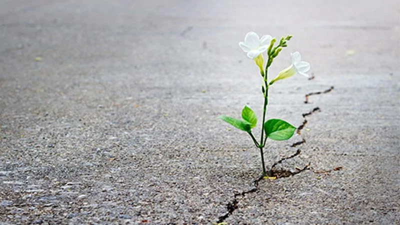Razões para o pessimismo esperançoso