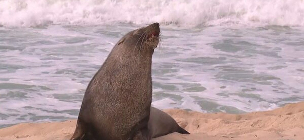 De 'férias' na praia de Ipanema, Joca, o lobo-marinho, segue atraindo atenção de banhistas | Rio de Janeiro