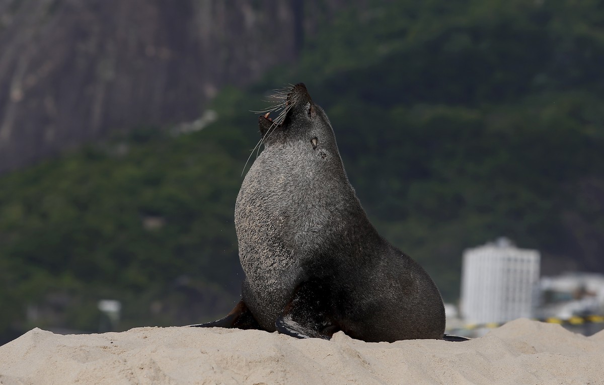 Após mais de 48 horas, lobo-marinho Joca deixa praia de Ipanema | Rio de Janeiro