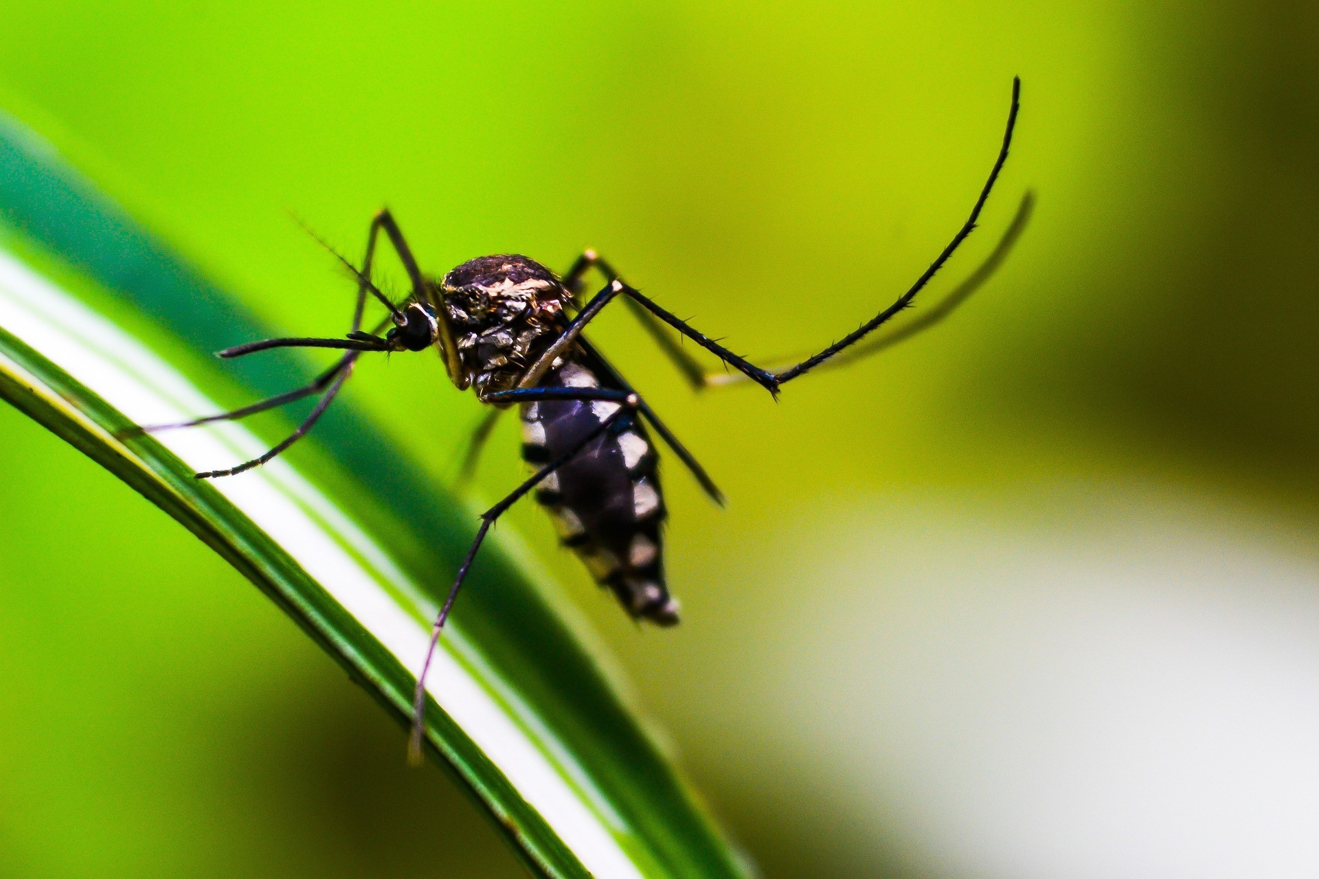 Mortes confirmadas por dengue em São Paulo dobram em 72 horas