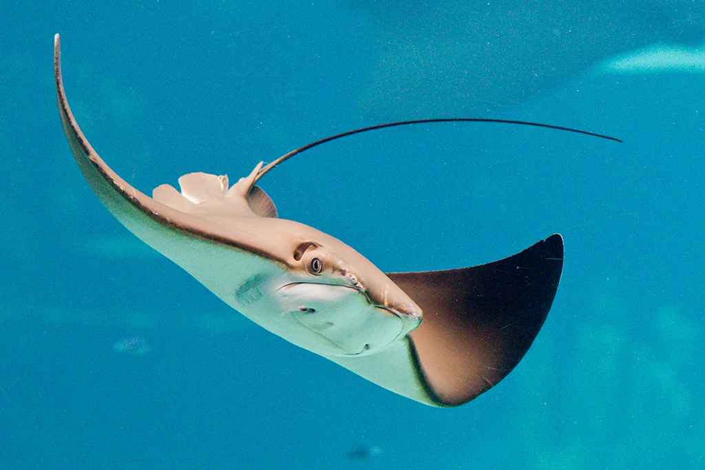Arraias-mantas inspiram criação de robôs que nada...