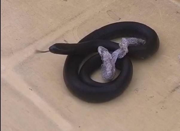 Cobras mexicanas são apreendidas no aeroporto de Fortaleza