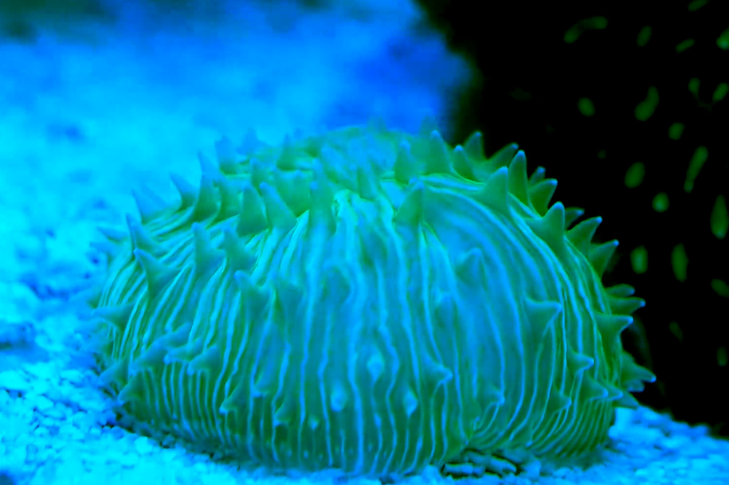 Esse coral consegue “andar”, e cientistas finalme...