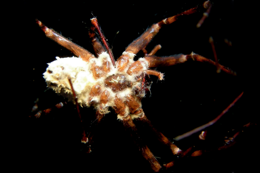 Nova espécie de fungo descoberta transforma aranh...