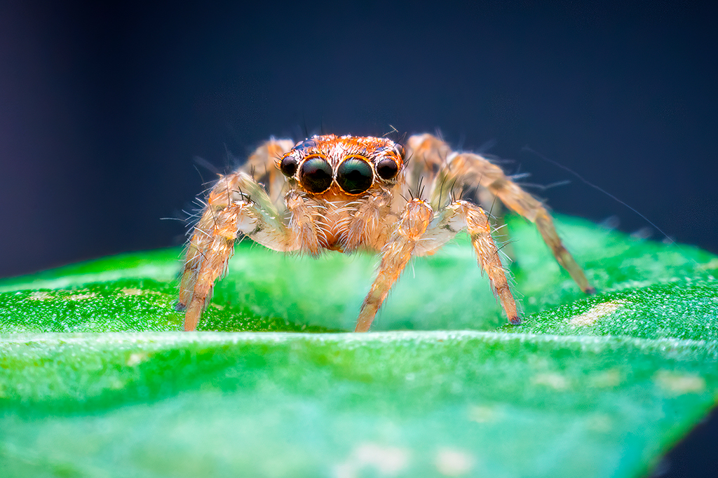 Novo estudo mostra que aranhas sentem cheiros pel...