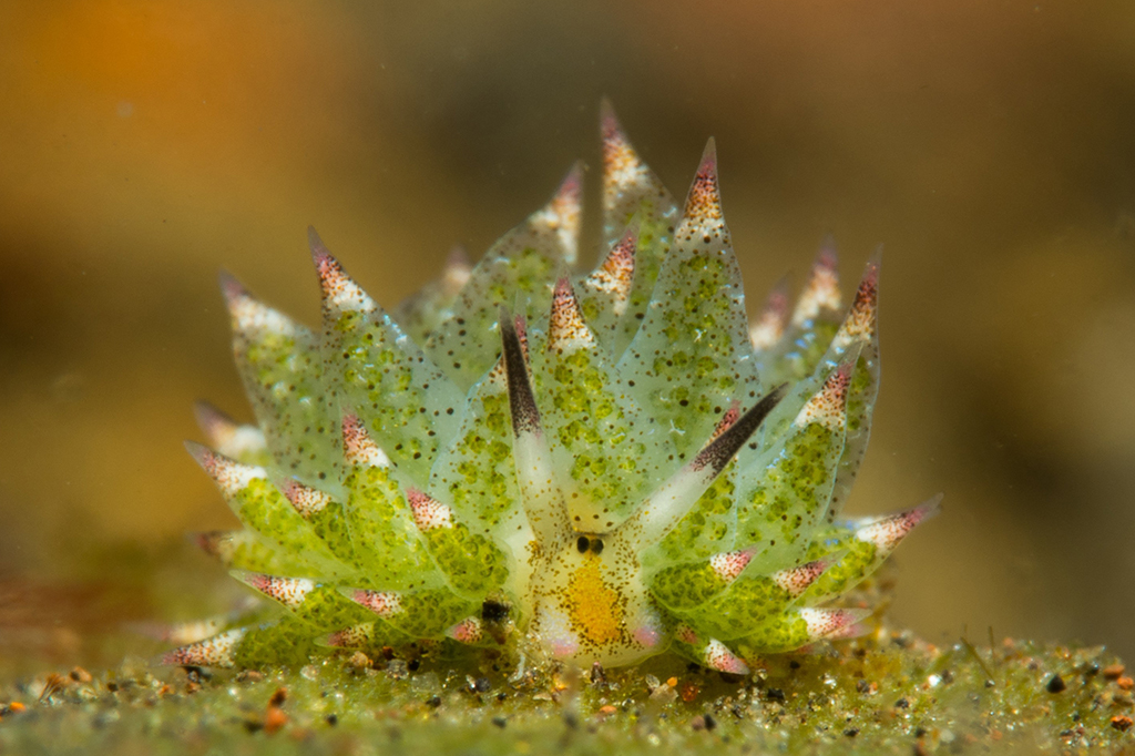 Ovelha-folha: o misterioso ser que é metade animal, metade planta
