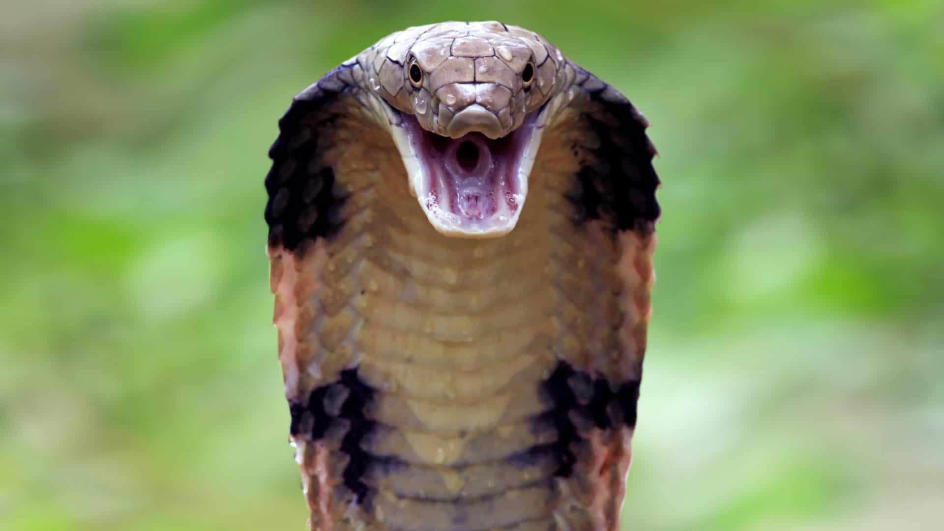 Proteínas criadas por IA neutralizam toxinas de veneno de cobra
