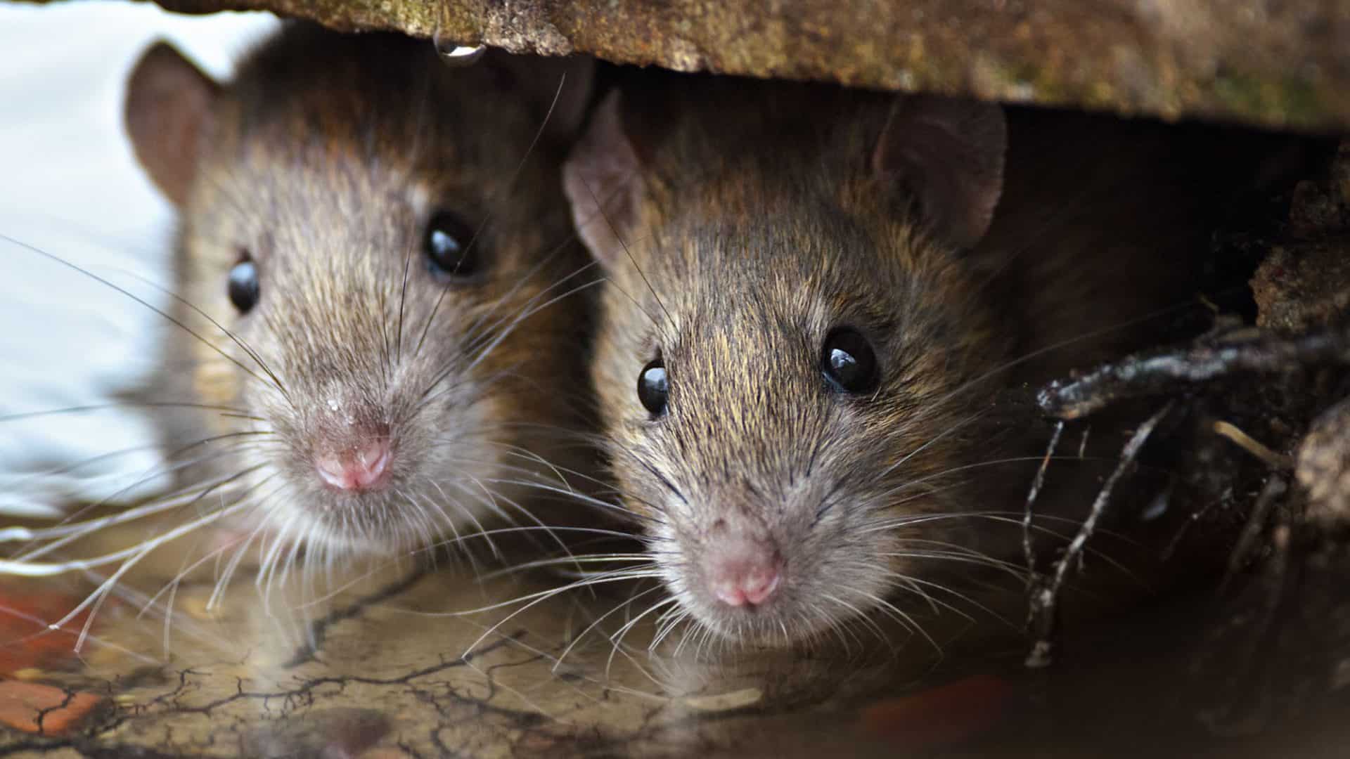 Ratos de 2 pais machos revolucionam conhecimento de genética