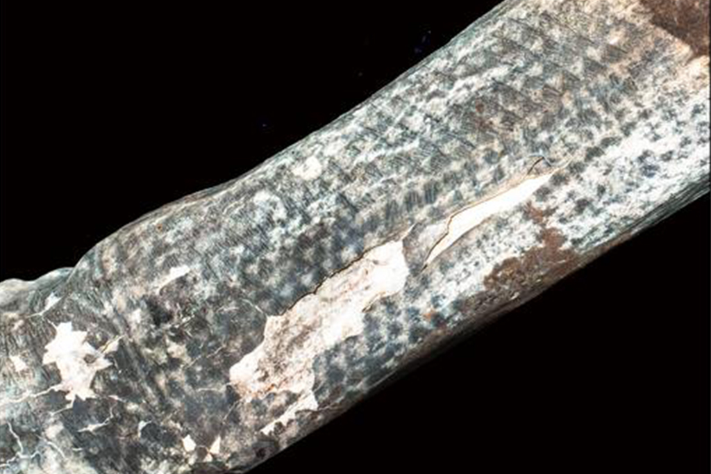 Tatuagens milenares: cientistas revelam figuras t...