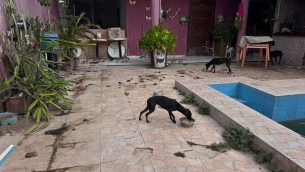 Em Caucaia, PMCE resgata seis cachorros de maus-tratos em residência; tutor é preso