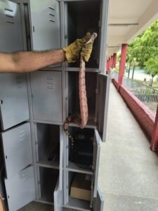 Jiboia é encontrada no armário de uma escola e resgatada pelo Corpo de Bombeiros