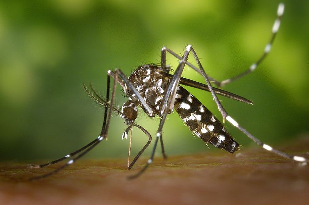 Governo vai conceder ajuda financeira de R$ 60 mil à pessoa com deficiência decorrente da Zika | Brasil