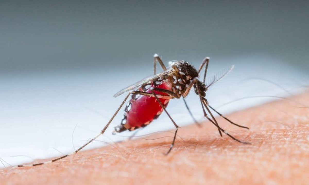 RJ confirma o primeiro caso de dengue tipo 3 em 2025 | Rio de Janeiro