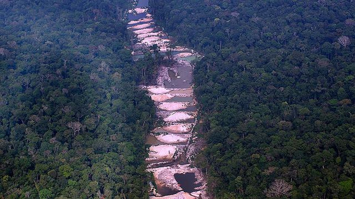 Apenas 5% de condenações por desmatamento na Amazônia resultam em pagamento de indenização, diz estudo | Meio Ambiente