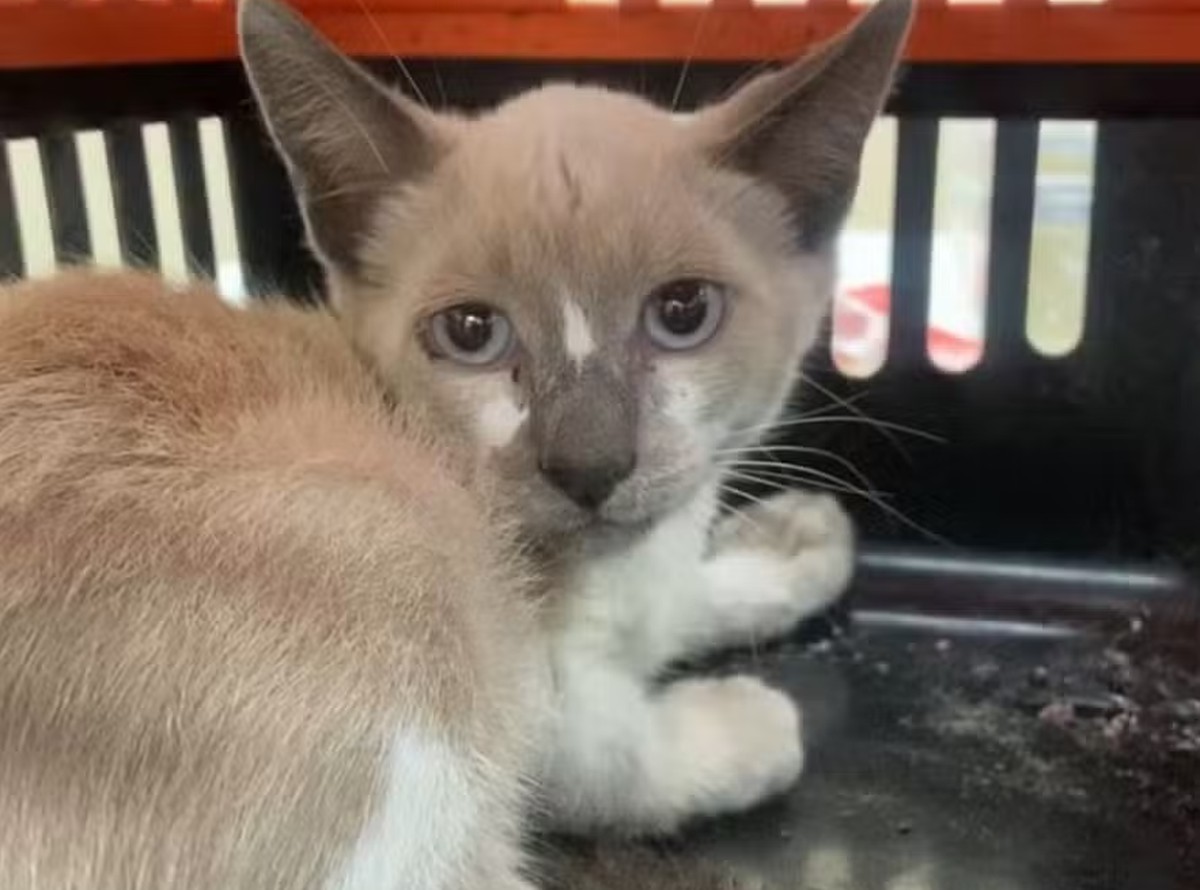 Gato é resgatado após dois dias preso em tubulação no Aterro do Flamengo