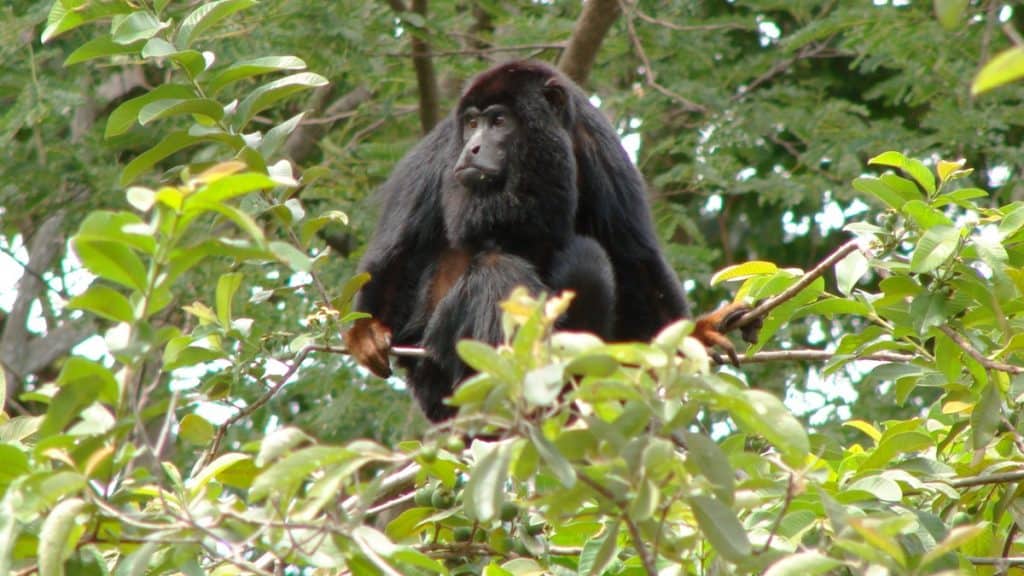 10 animais nativos e exóticos que você só encontra no Brasil