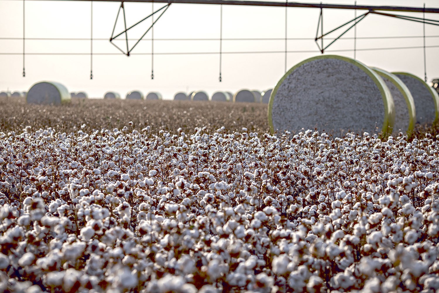 Agro: Comercialização de algodão segue lenta no Brasil