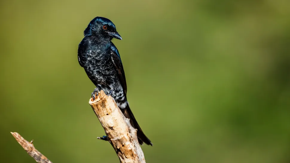 Animais de diferentes espécies podem conversar entre si?