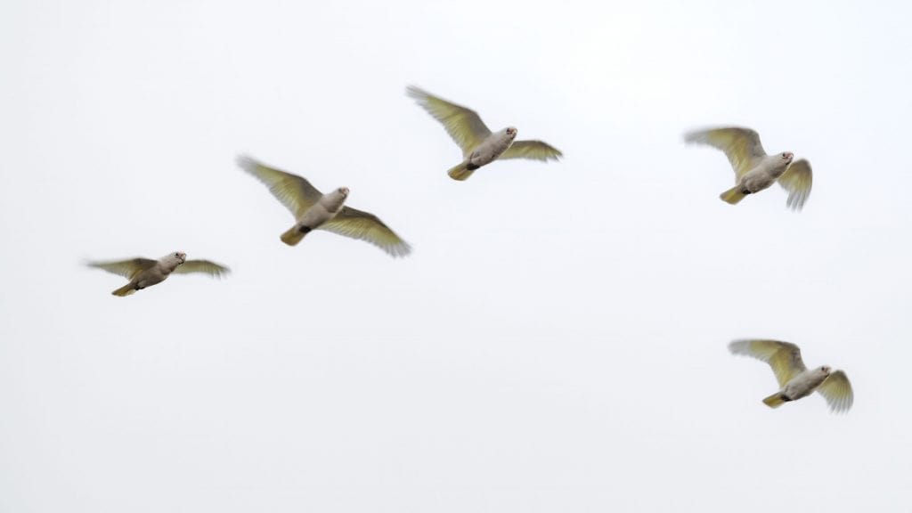 Animais (incluindo humanos) parecem sentir campo magnético da Terra
