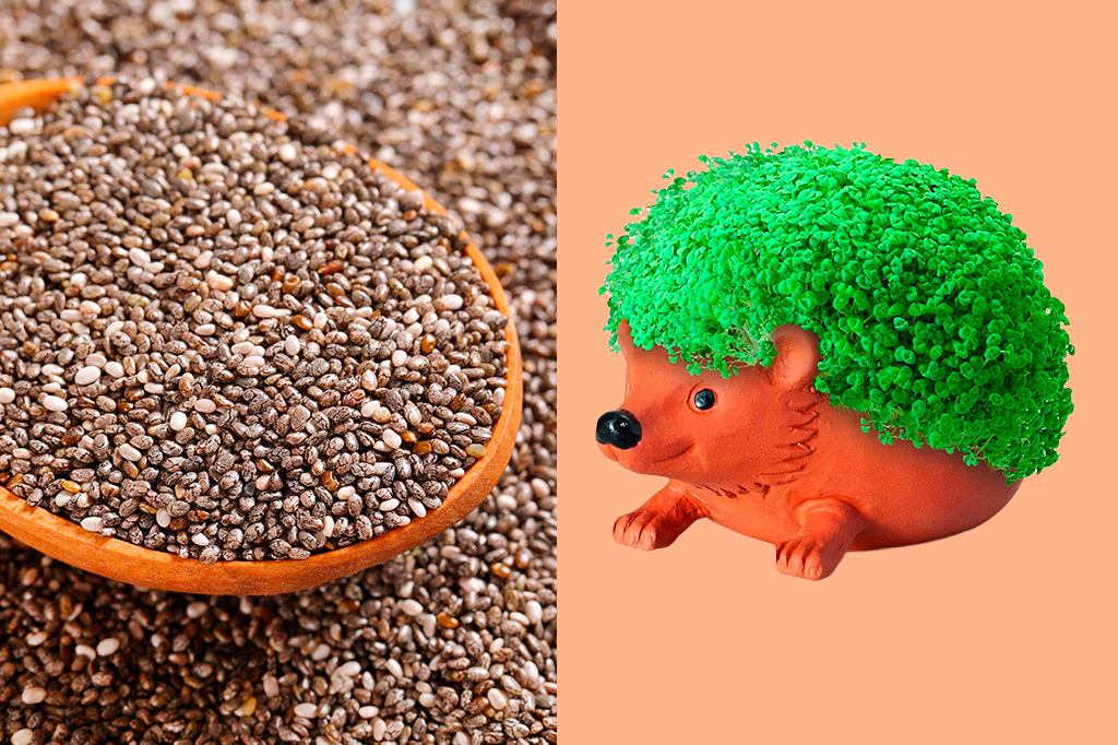 Antes de ganhar as dietas, a semente de chia era...