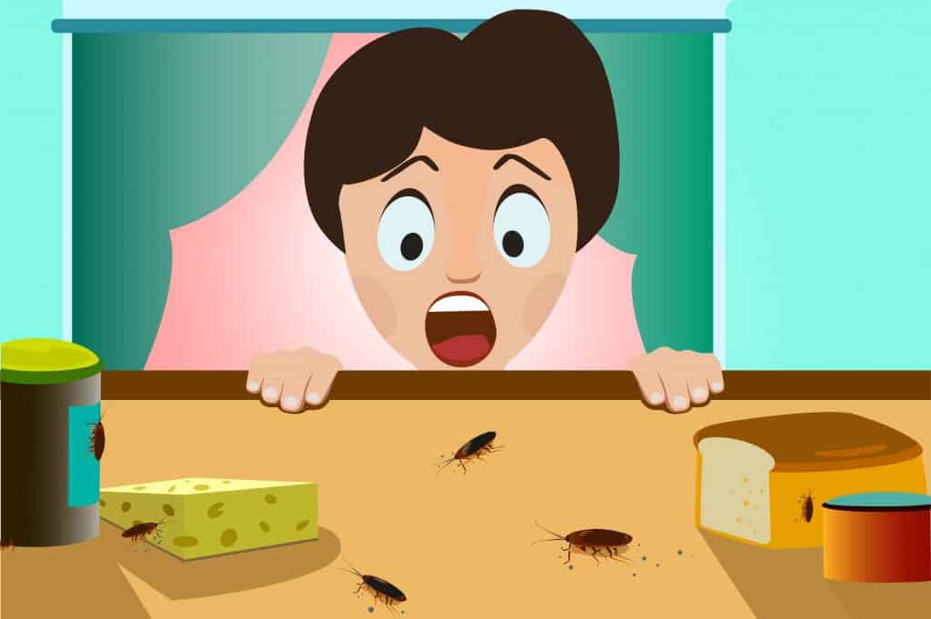 Baratas mordem humanos? Entenda os riscos desse contato inusitado