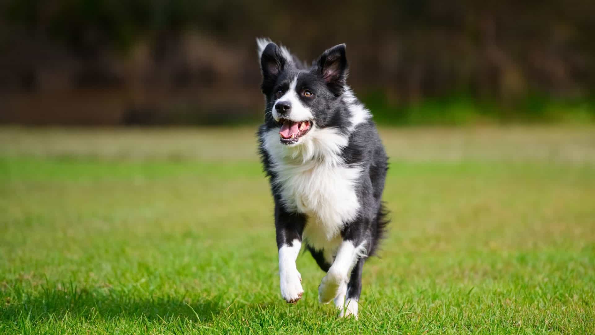 Cães têm capacidade de comunicação semelhante a dos humanos
