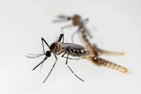 Dengue: SP ultrapassa marca de 100 mortes; São José do Rio Preto terá ajuda federal