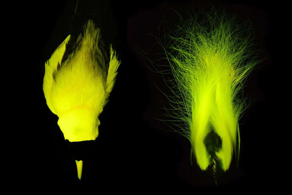 Espécies de aves-do-paraíso emitem luz por meio d...