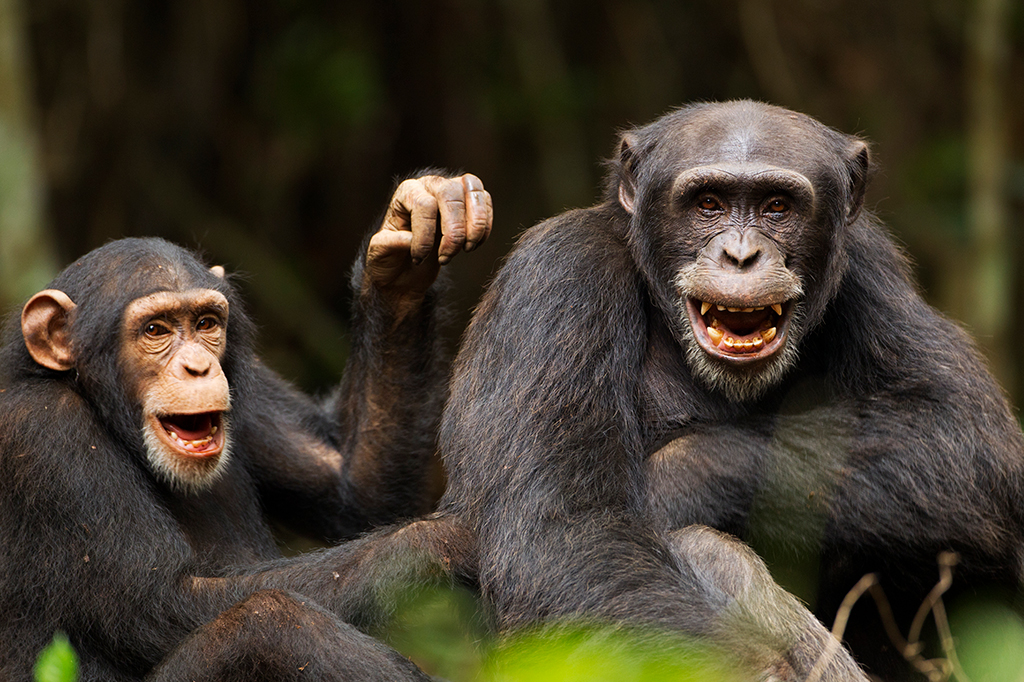 Machos de chimpanzé usam sinais sutis (e outros n...