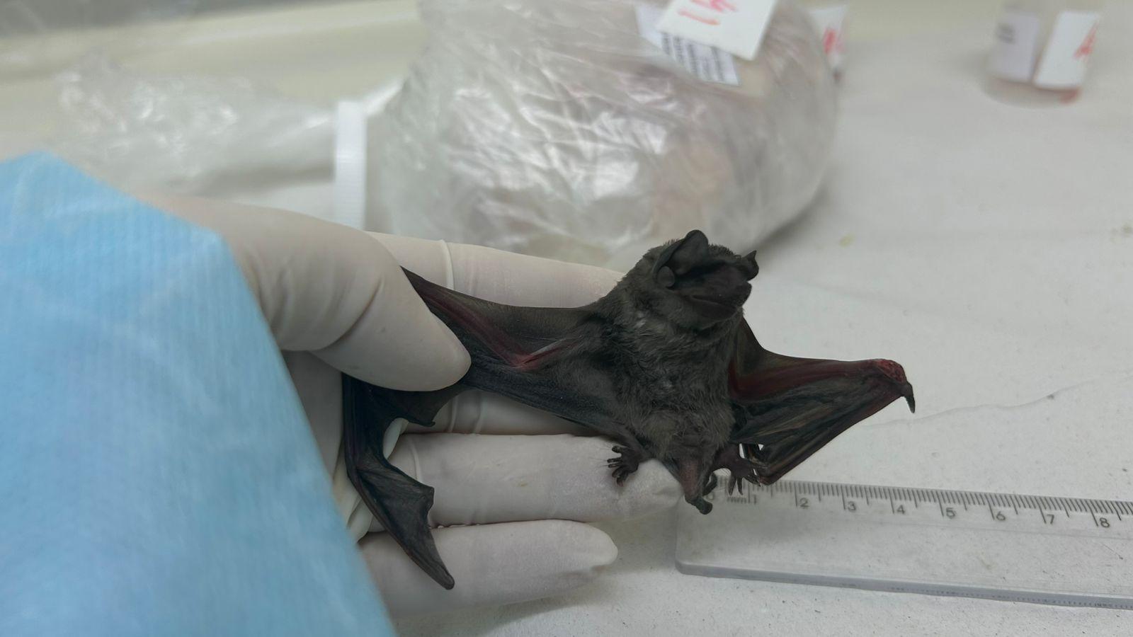Novo tipo de coronavírus é detectado pela primeira vez em morcego do Ceará