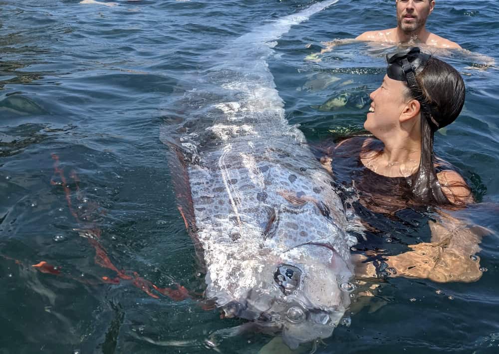 O que é o "peixe-do-juízo-final" e por que tem esse nome?