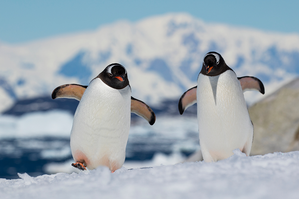 Pinguins podem ajudar pesquisadores a mapear cont...