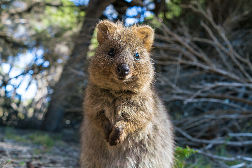 Por que a Austrália tem animais tão estranhos?