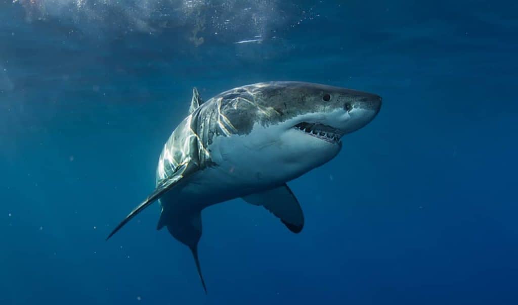 Por que montanhas submarinas atraem tantos tubarões?